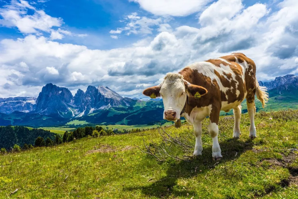 Kuh auf der Kastelruther Weide