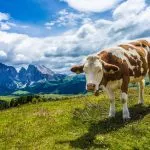 Kuh auf der Kastelruther Weide