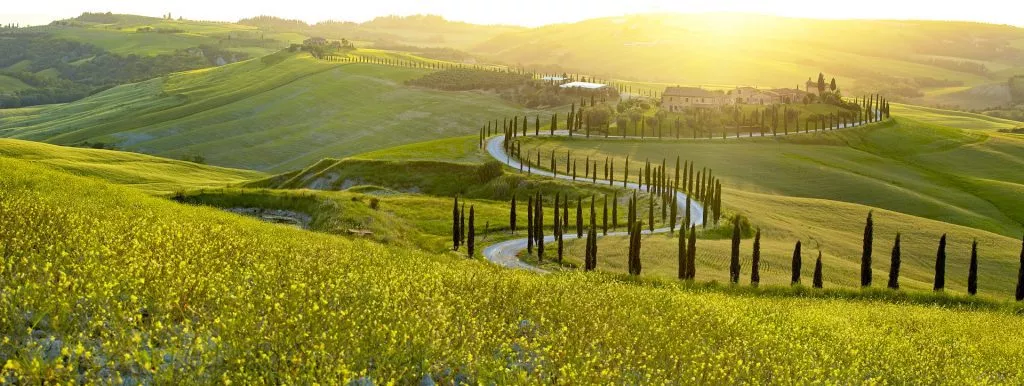 Cipres toscane