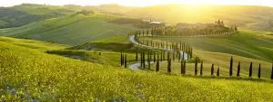 Cipres toscane