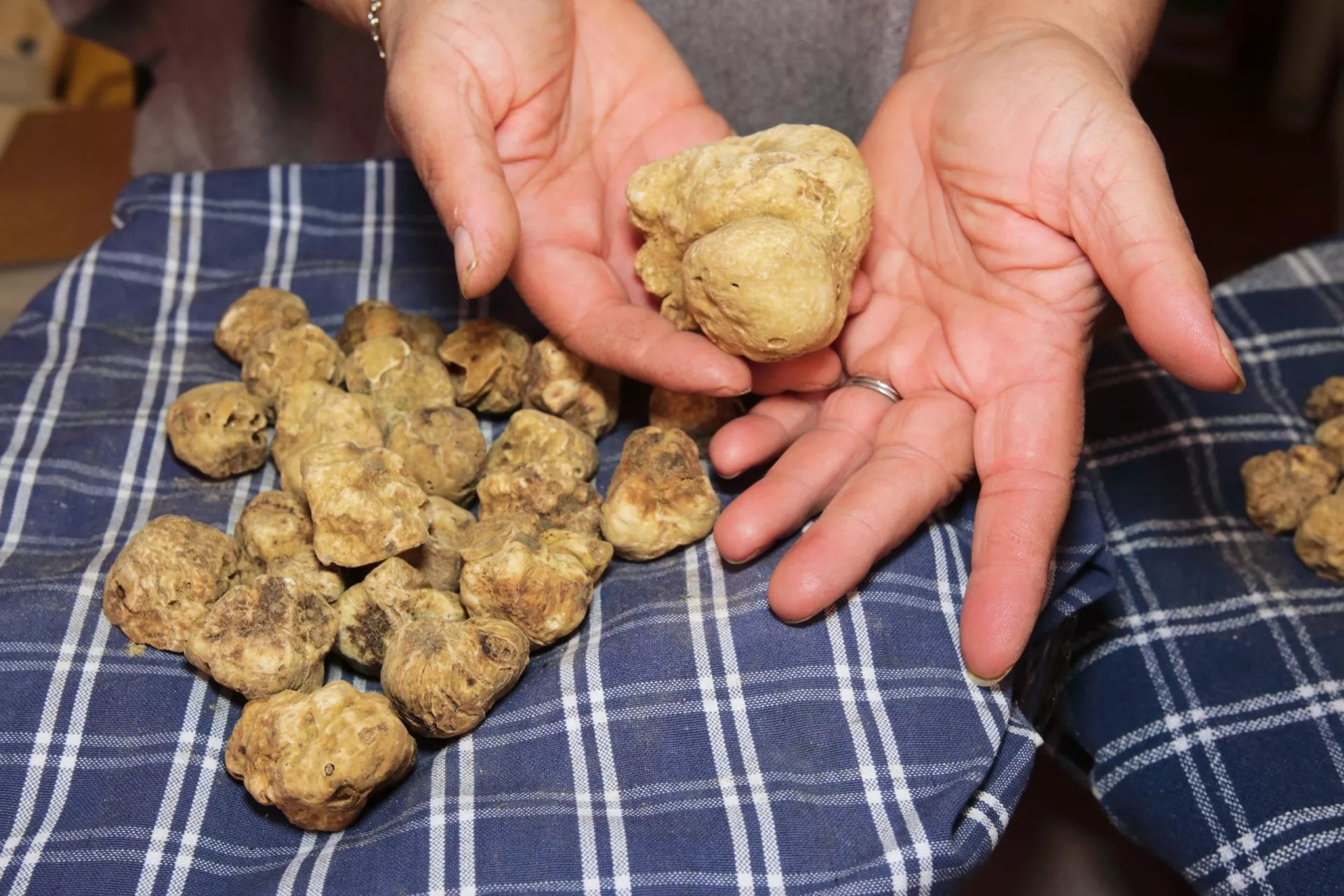 Witte truffels